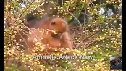 wild life - Animal Attack Planet - Wildlife Animals Fighting