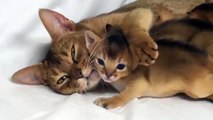 Madre con los gatitos abisinio