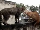 pelea de gatos