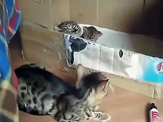 Gato de Bengala acariciando sus gatitos