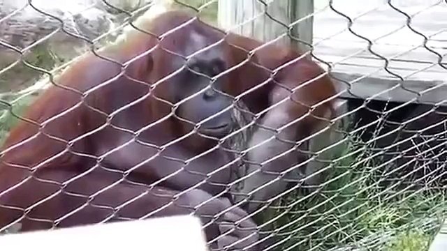 Grand Orangutan gomme à mâcher