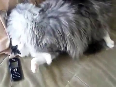 Combattez avec les chats habituels Maine Coon!