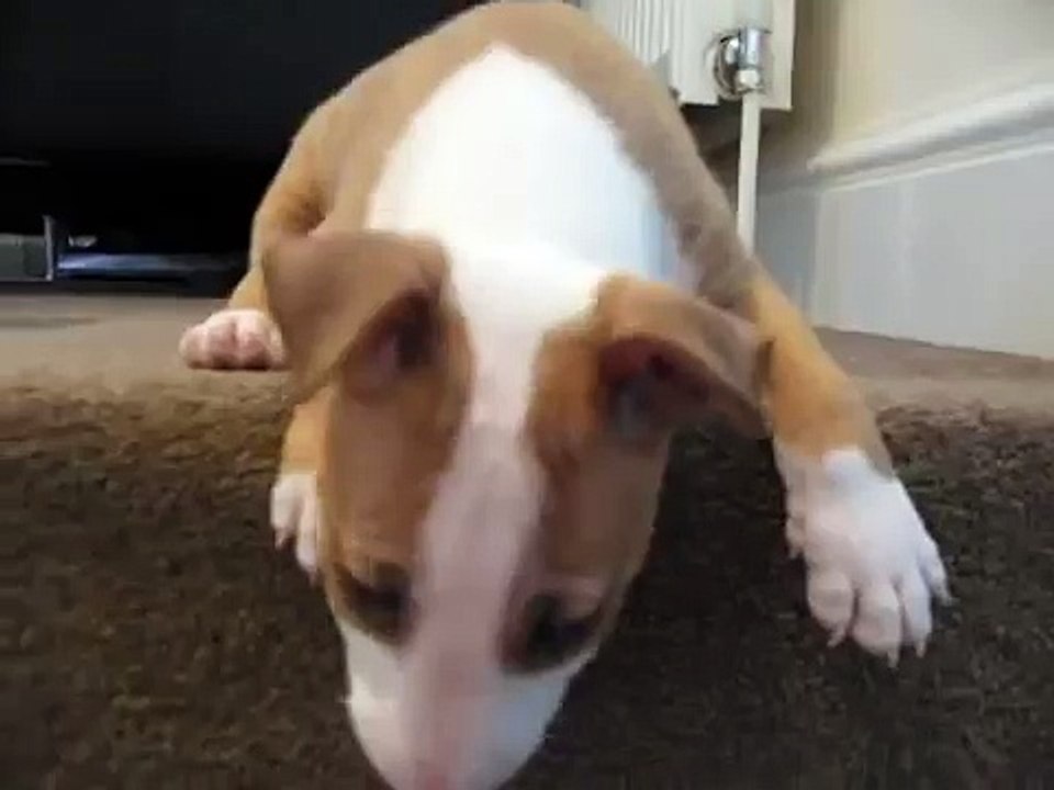 bull-terrier