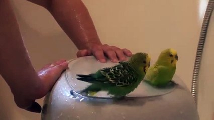 Банный день для попугаев