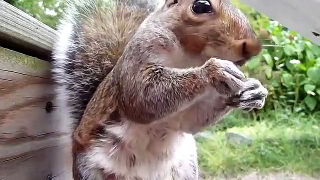 Белка ест. Крупный план