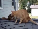 Белка играет с кошкой