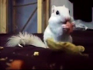 Белка расправляется с орехами