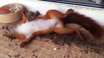 Белка смешно спит! Может пьяная)