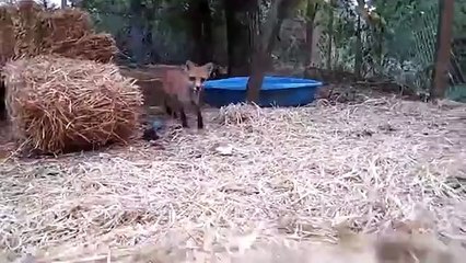 주인을 가지고 노는 재미 여우