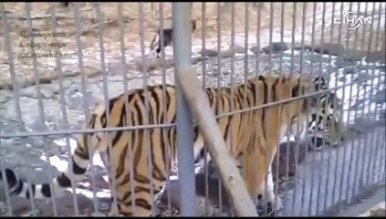 Teke ve kaplanın dostluğu, ABD’li turistlerin de dikkatini çekti