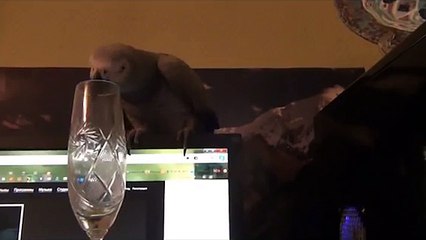 朗らかおしゃべりオウムは、音を作ります