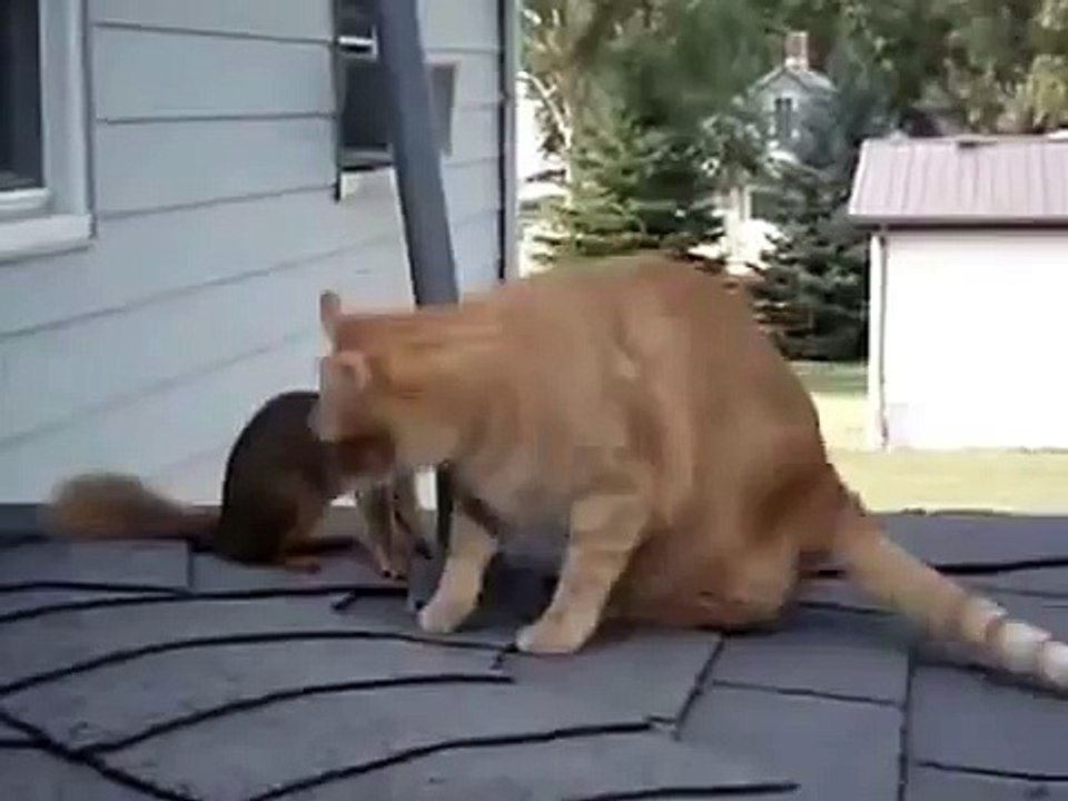 タンパク質は、猫と遊びます