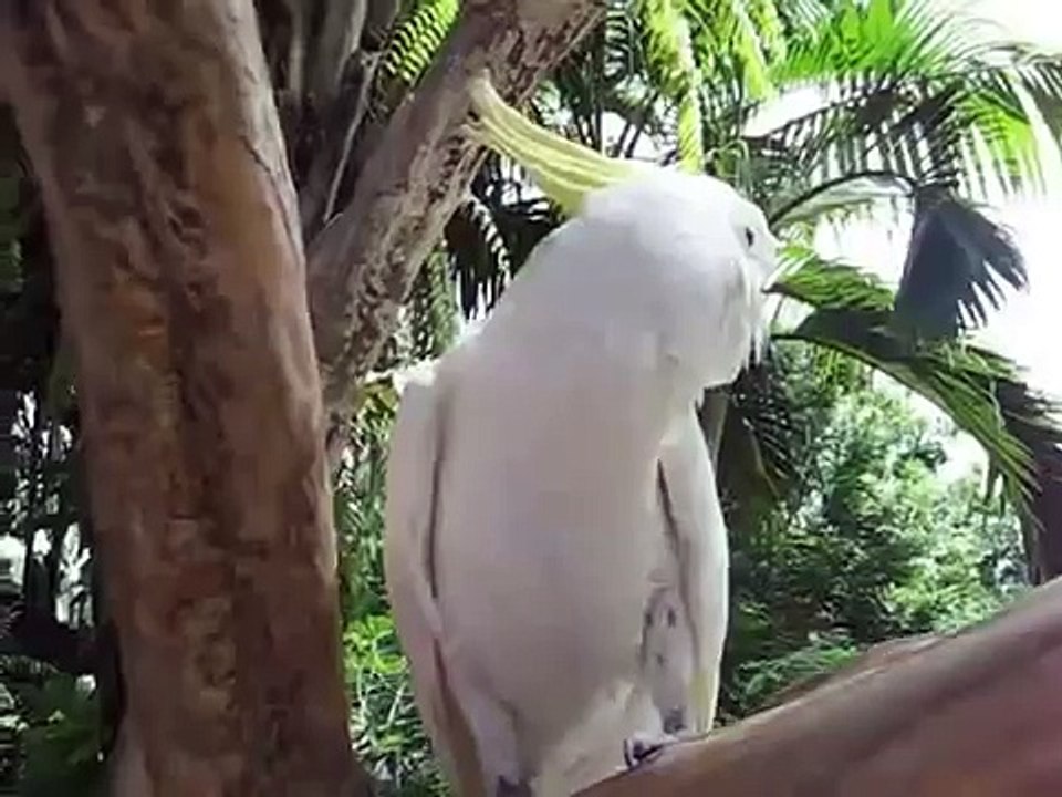 ホワイトオウムの笑！