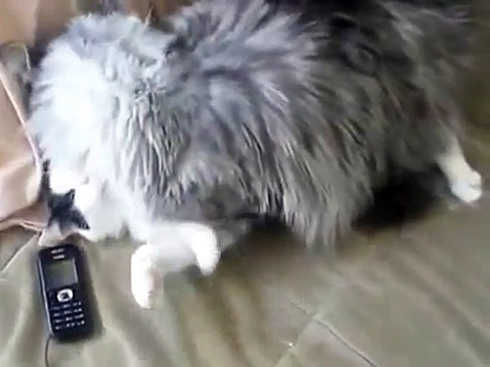通常の猫メインクーンとの戦い！