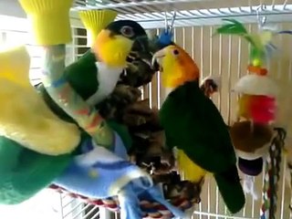 おかしいオウム楽しん