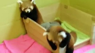 Две смешные маленькие панды