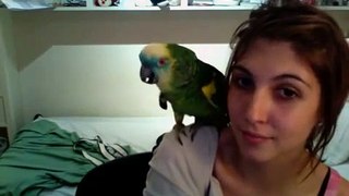 Девушка учит попугая амазон говорить и петь по испански