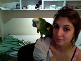 She teaches Amazon parrot to speak and sing in Spanish