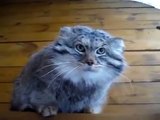 Wild cat manul seriously angry