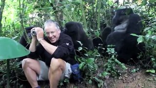 Gorillas surrounded man!