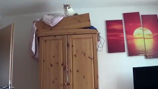 Graceful cat jump