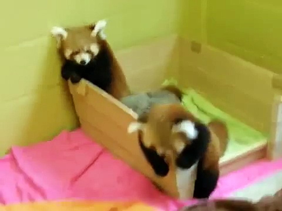 Deux petits pandas drôles