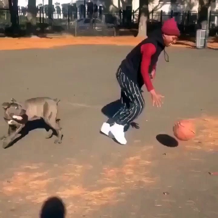 Dog gets hit with a killer crossover