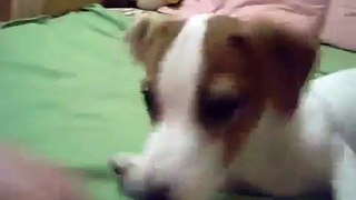 Cachorro Educación Jack Russell Terrier