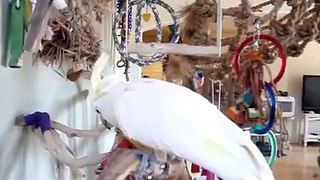Cockatoo blanco loro que habla