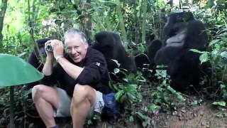 Gorilas rodeado hombre!