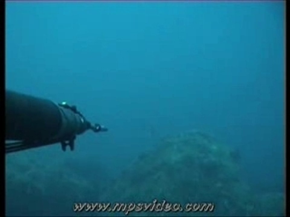 Compil Chasse sous marine daurade royale