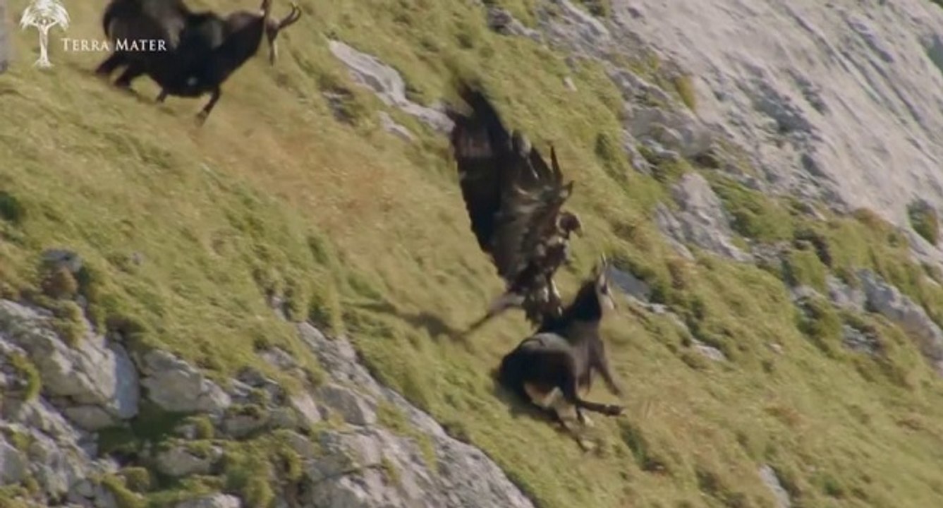 Aigle vs chamois