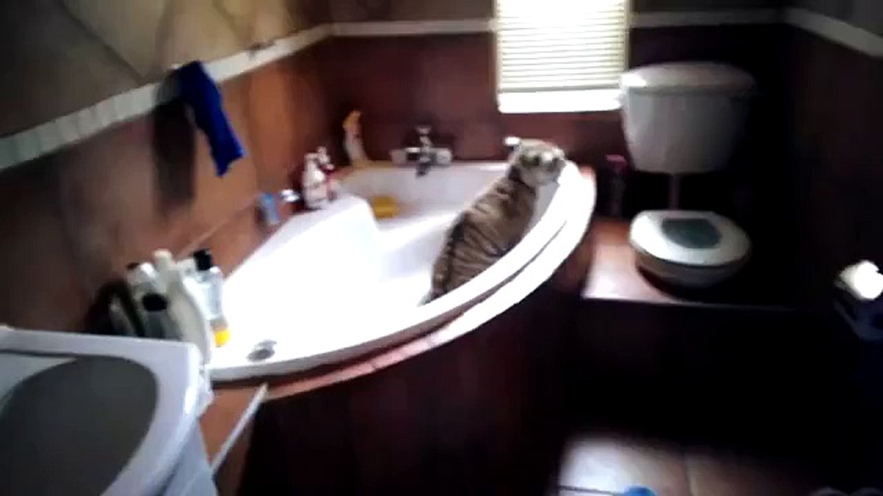 Início cub