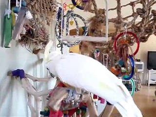 Branco Cockatoo papagaio falante