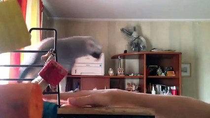 Papagaio falante Jaco parte 1