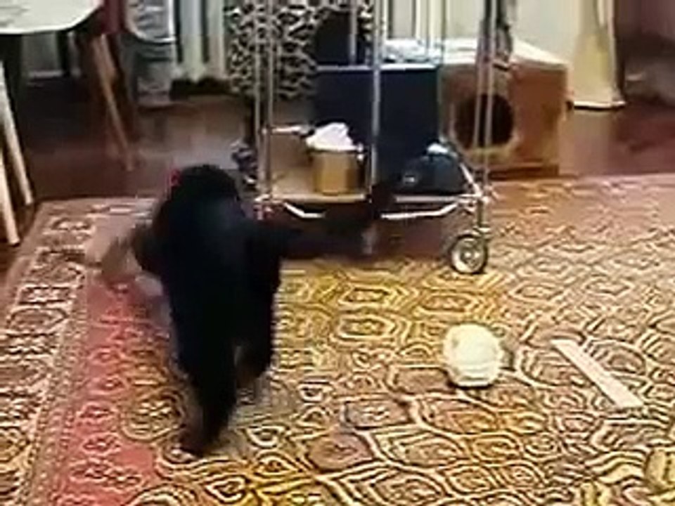 Arminho desenterrado o gato!