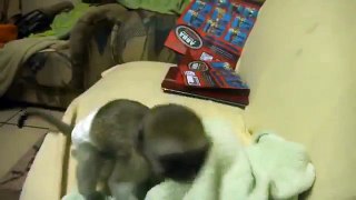 Um macaco bebê sonolento