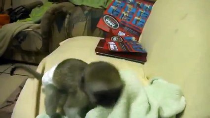 Um macaco bebê sonolento