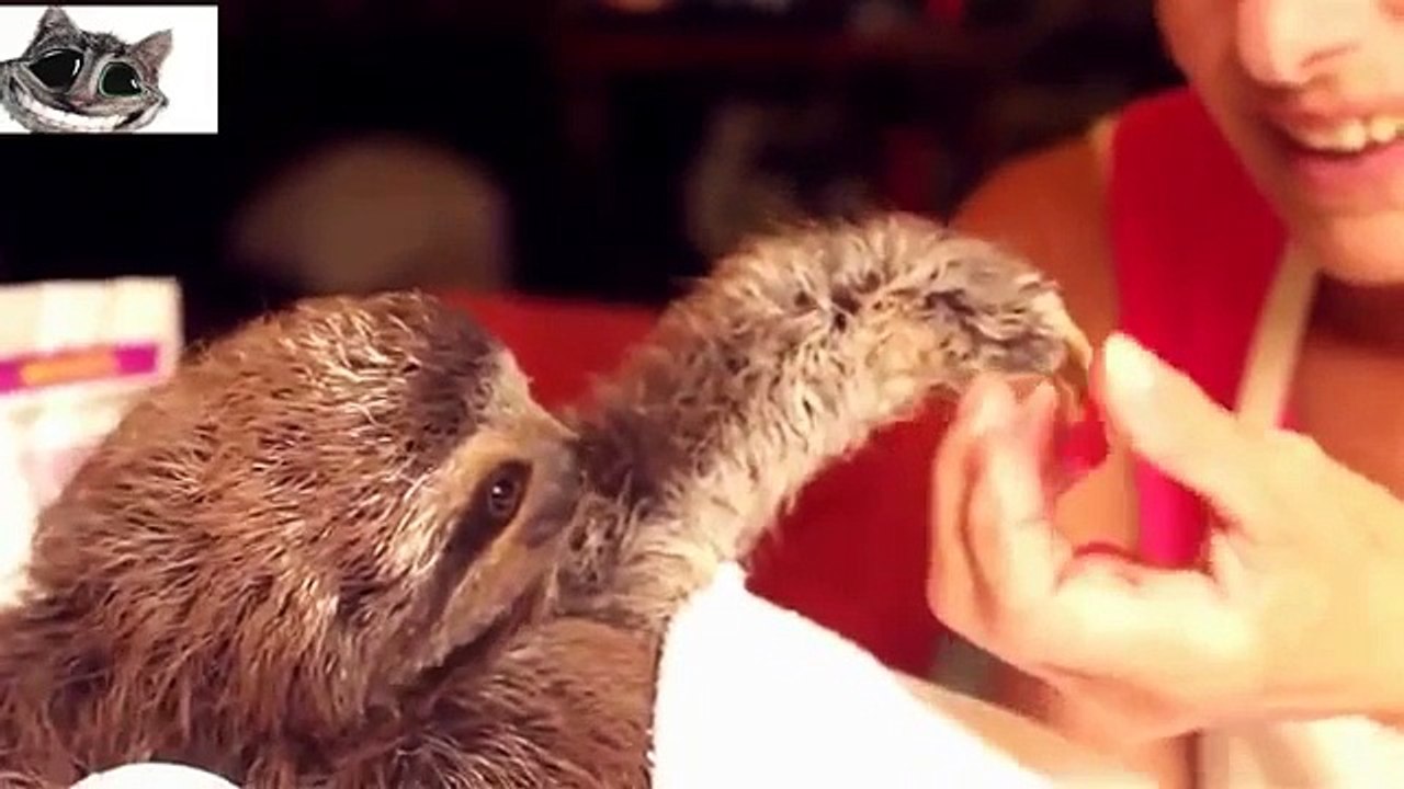 Crianças zhivotnyh.Oni sempre engraçado!