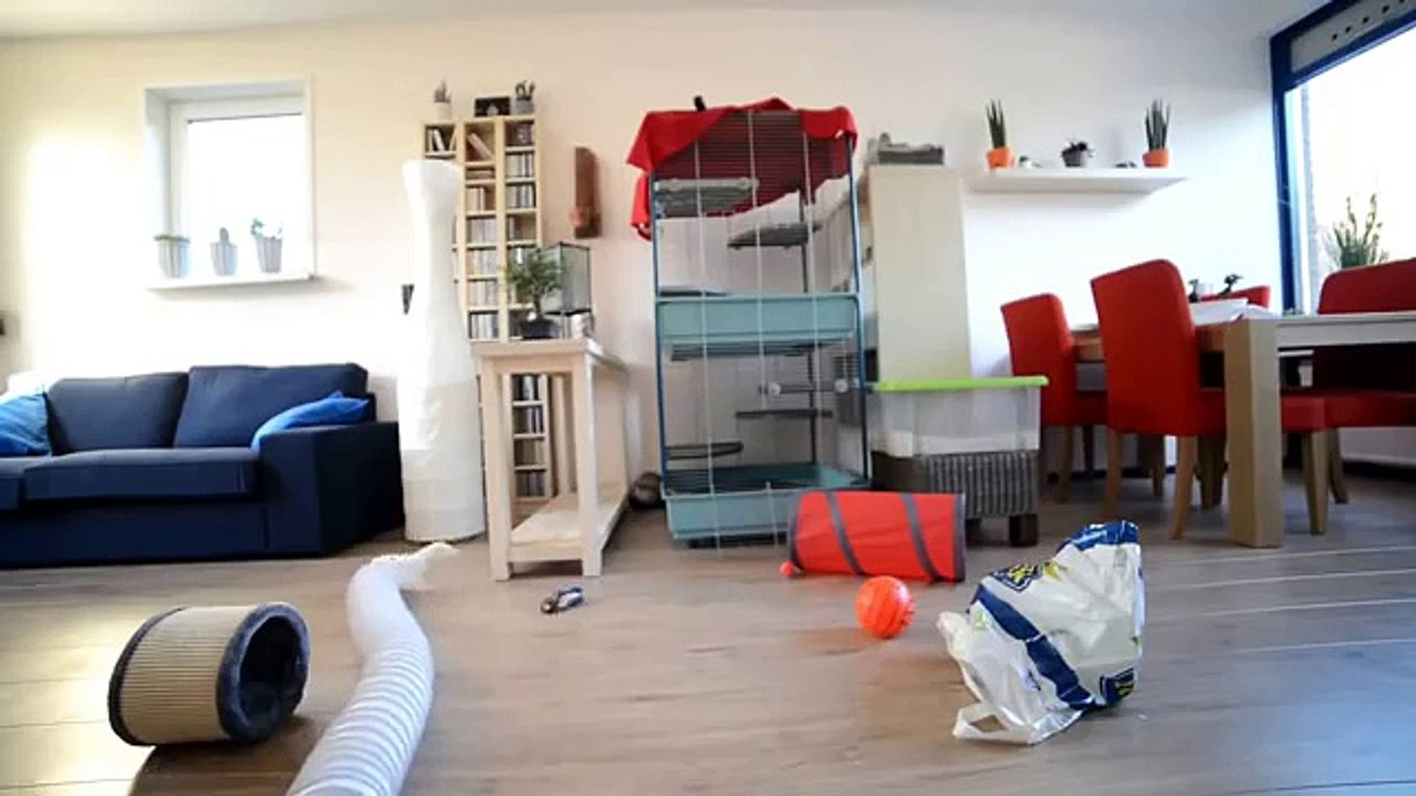 Atrações nacionais para furões