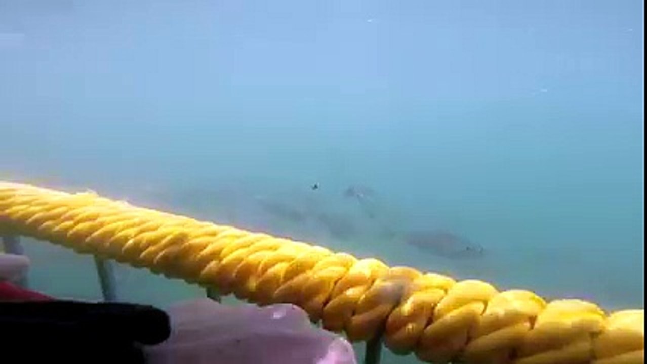 OMG, this couple had a VERY close encounter with a hungry shark!