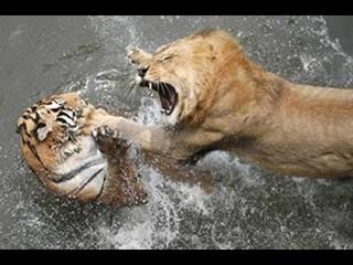 Lion vs Tiger Real Fight -  Tiger vs Lion Angry fight to death