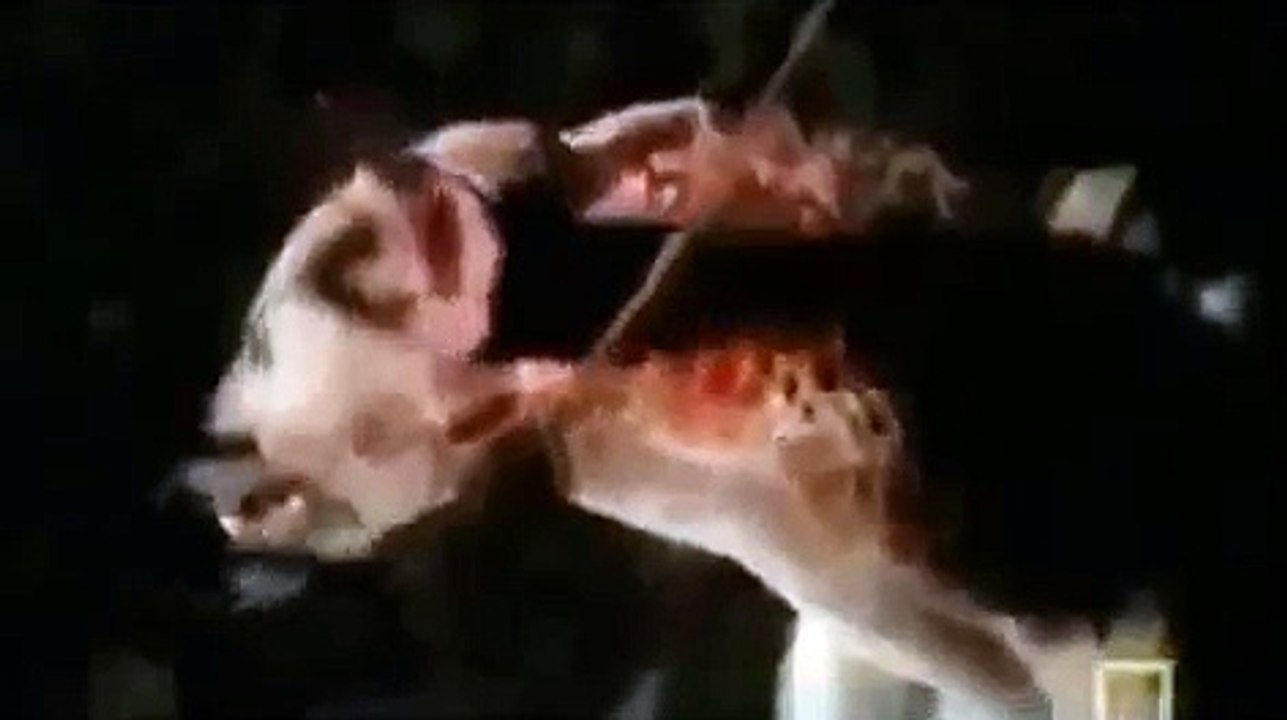 Shameful Lion Killing Wounded Hyena video Dailymotion