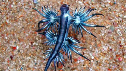 The Most Beautiful And Deadly Creature Ever Discovered – The Blue Dragon