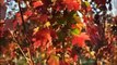 Sunset Red Maples     Bucks County Grower