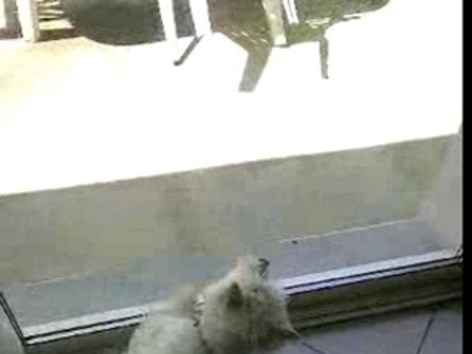 Westie chasseur de mouches