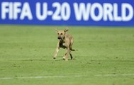 Dog interrupts cricket match