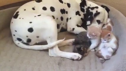 Mother dog adopted babay cats : so so cute