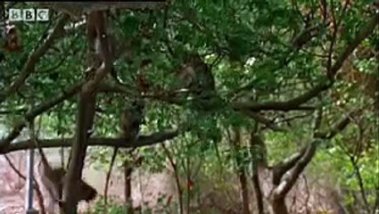 Alcoholic Vervet Monkeys! Weird Nature BBC animals