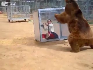 Grizzly Bear Attacks Scared Girl In A Glass Cube